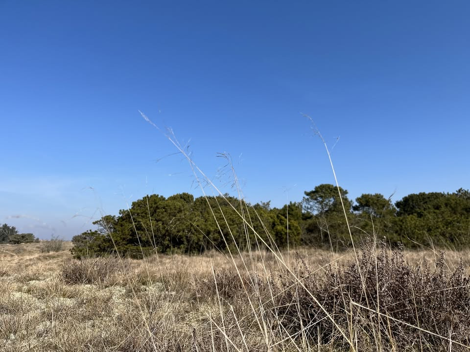 Anna Emmeluths debutkoncert bringer naturen til musikkonservatoriet
