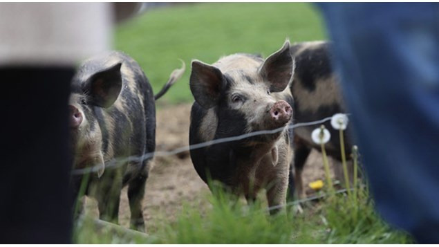 Kom tæt på det økologiske griseliv til Sofari 