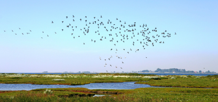 Svendborg Kommunalbestyrelse har godkendt forslag til Natura 2000-handleplaner