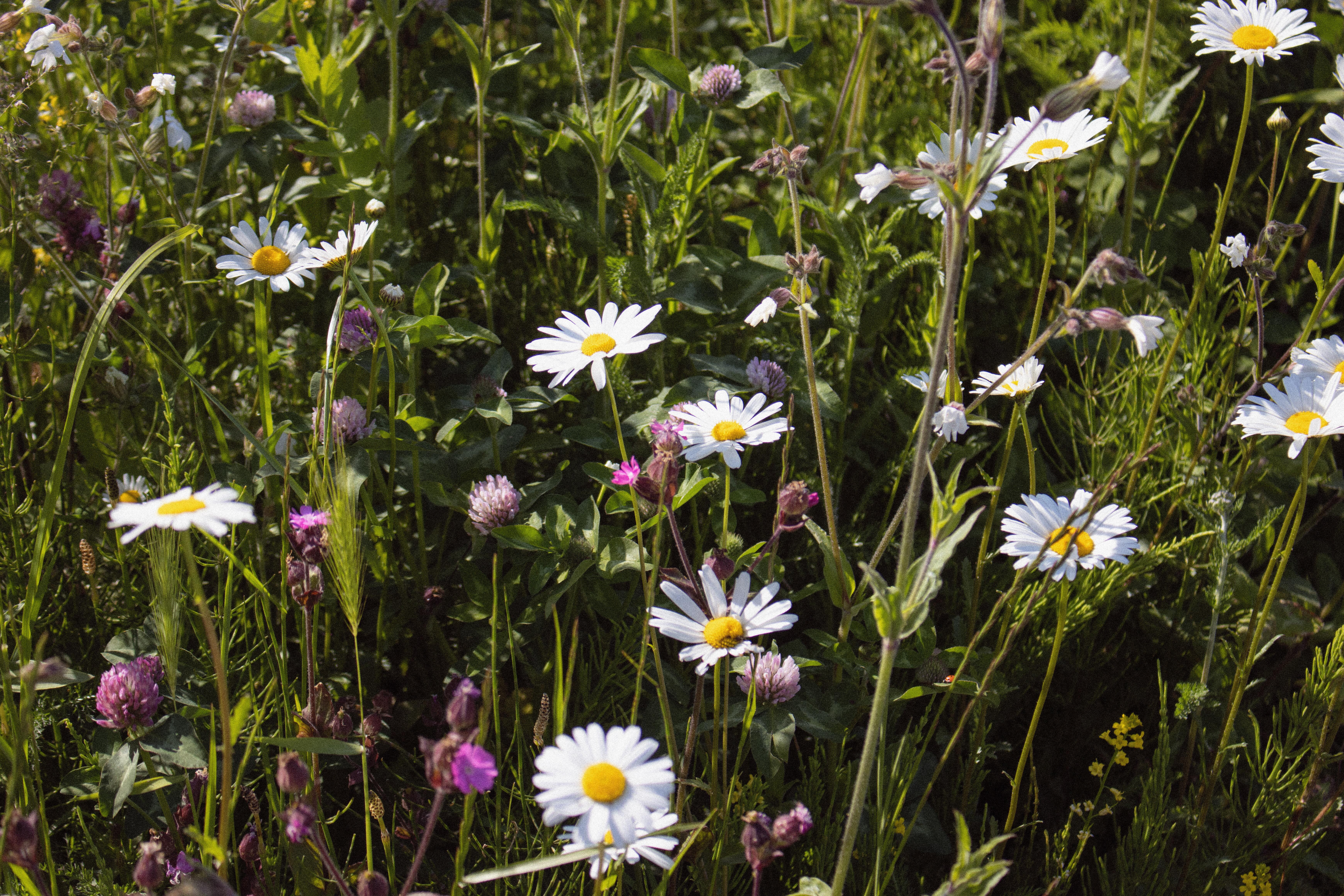 Gudstjeneste i Kettrup Bjerge