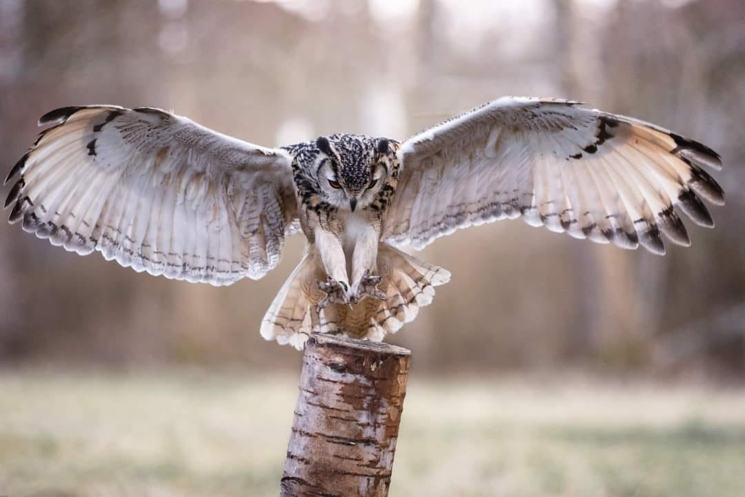Oplev levende ugler på Brønderslev Bibliotek