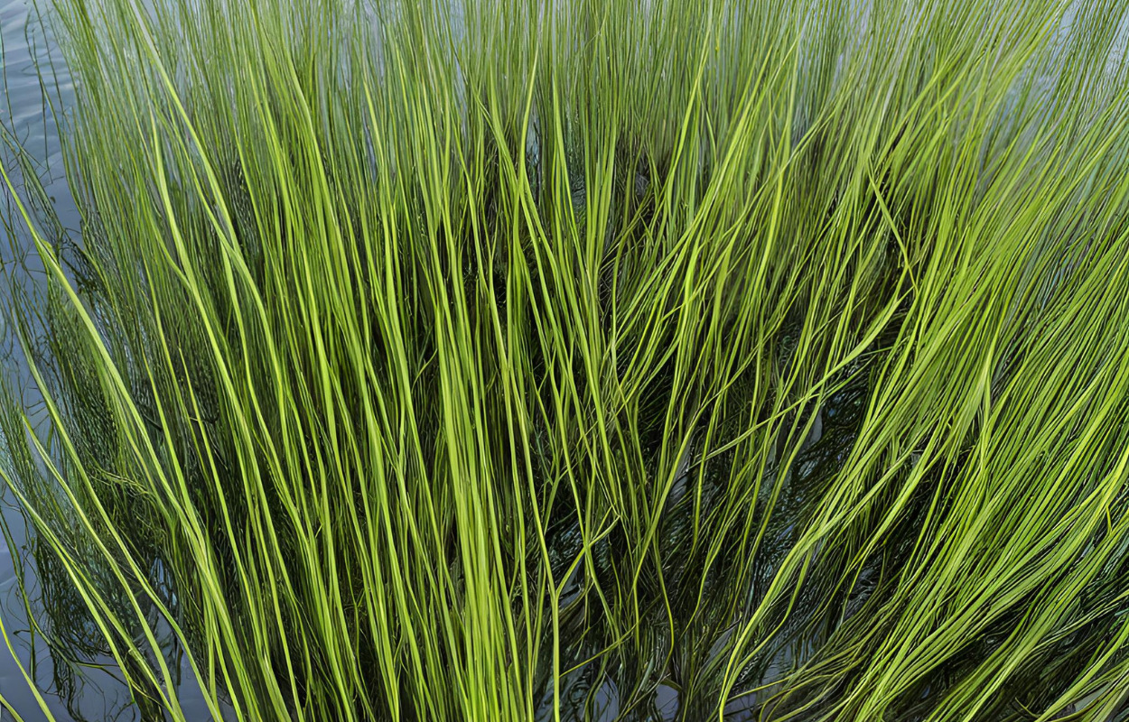 Stor donation til Ren Horsens Fjord-fonden offentliggøres på Ålegræssets Dag den 8. juni 2024