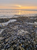 Udforsk Vadehavets skatte: Østerssafari i Nationalpark Vadehavet