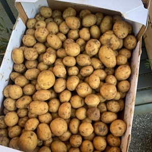opslagsbillede