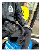 Foredrag fra Servicehundeakademiet: En hjælpende pote til psykisk sårbare