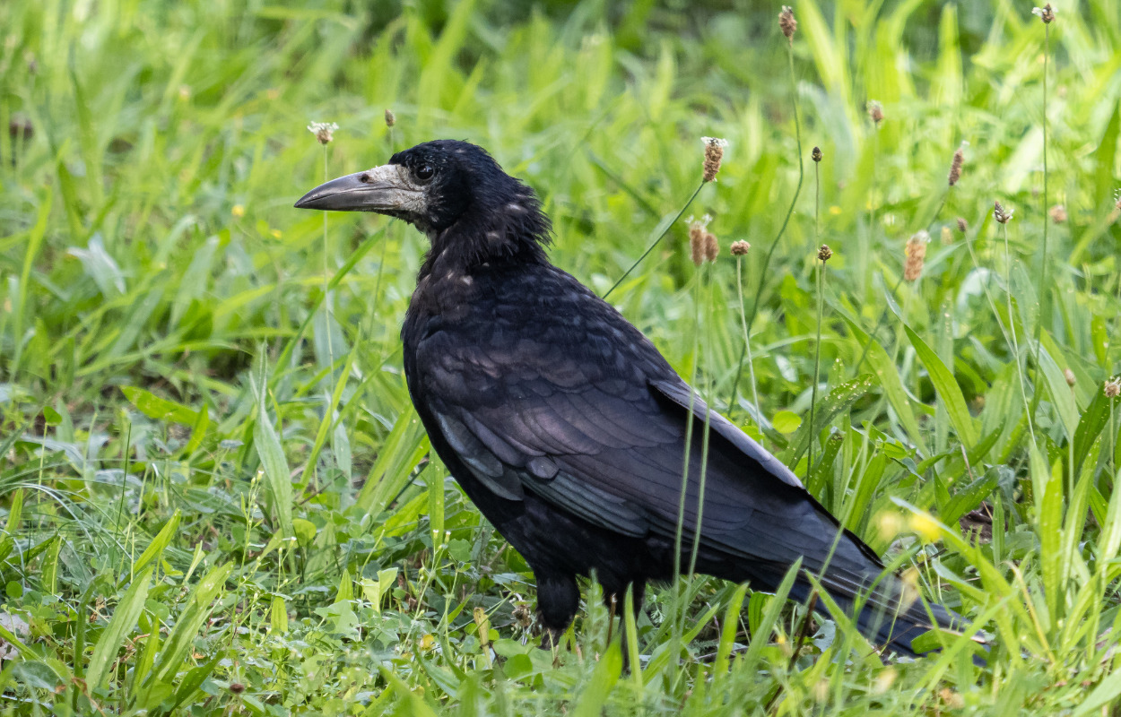 Jægere skal fjerne generende rågekolonier i Ringsted