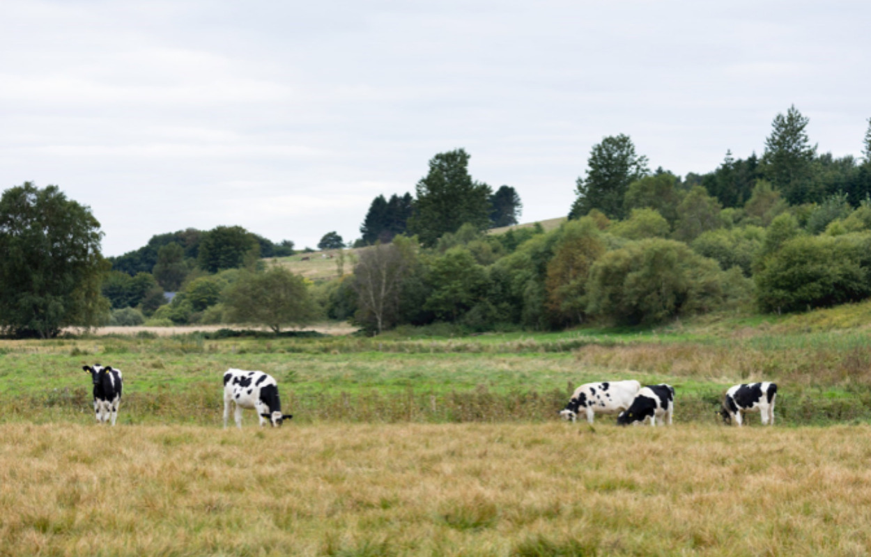 Viborg Kommune nomineret til klimapris