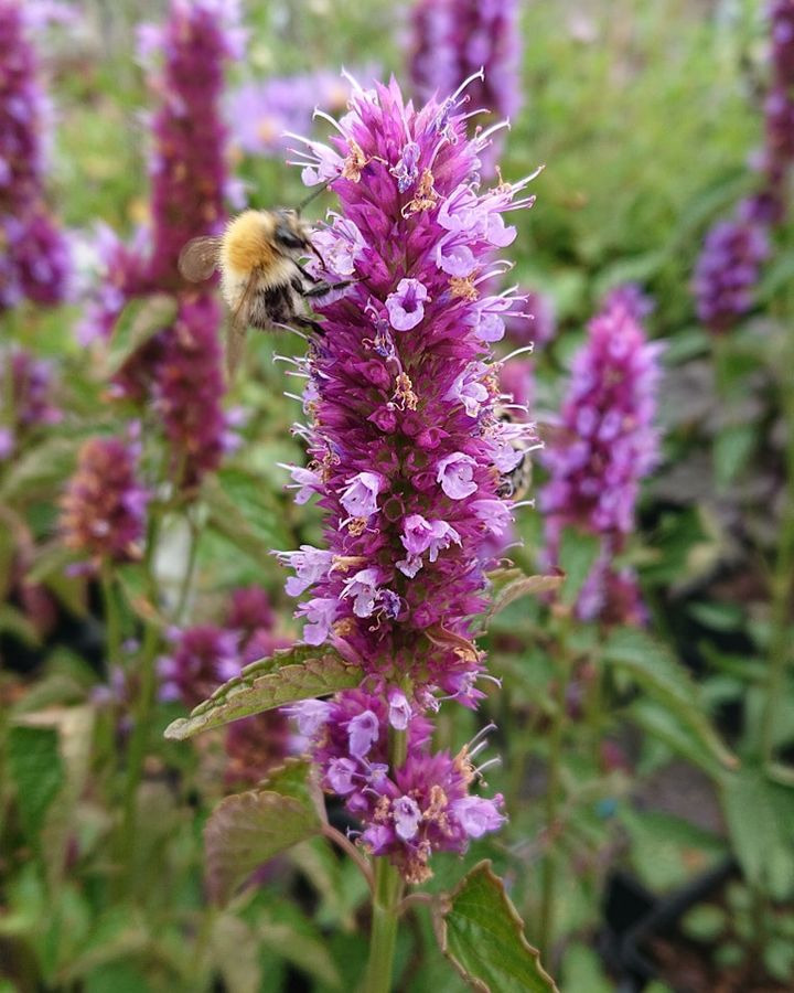 En finger på pulsen i Silkeborg