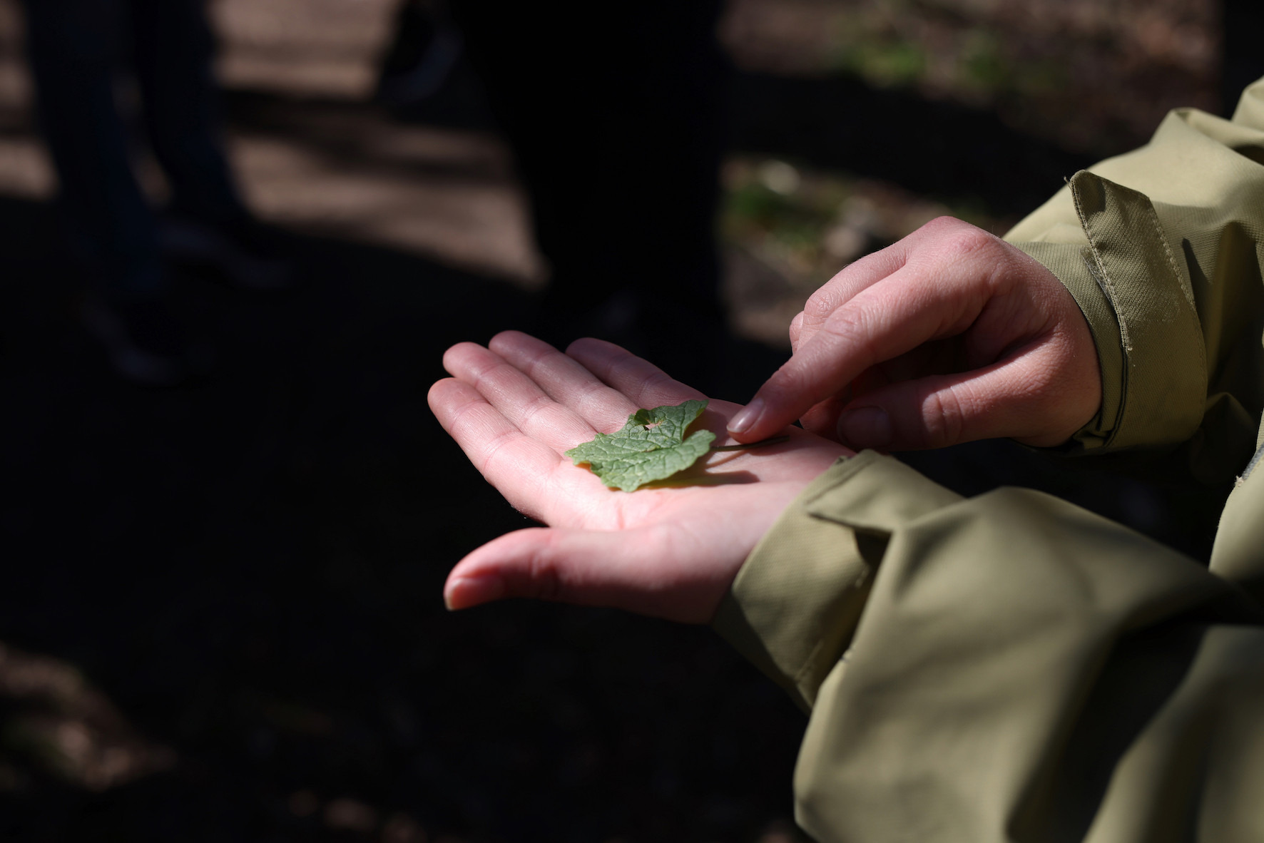 Tag med på en guidet sanketur i Nyborg