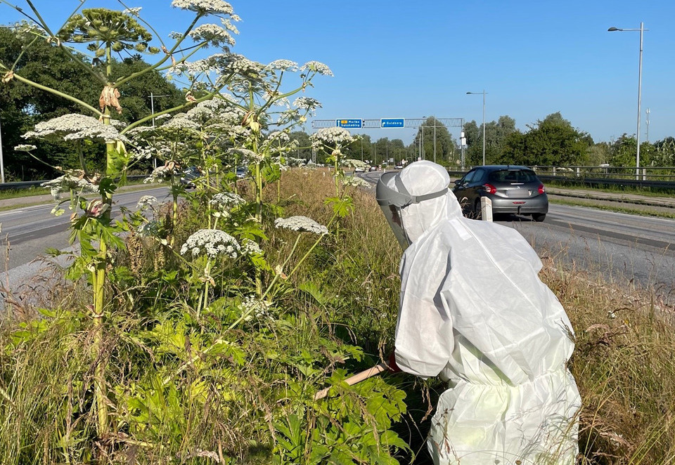 Ny handleplan for bekæmpelse af bjørneklo
