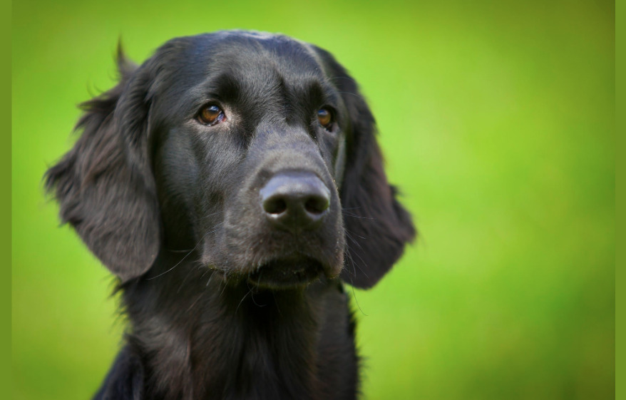 Center Dyreklinik har gode nyheder til vores firbenede venner