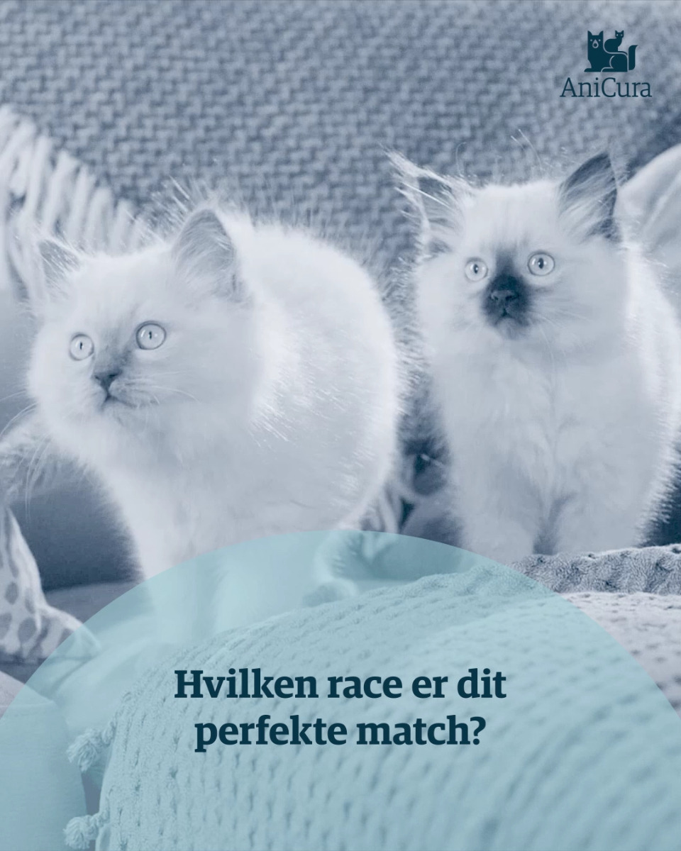 En finger på pulsen i Hjørring