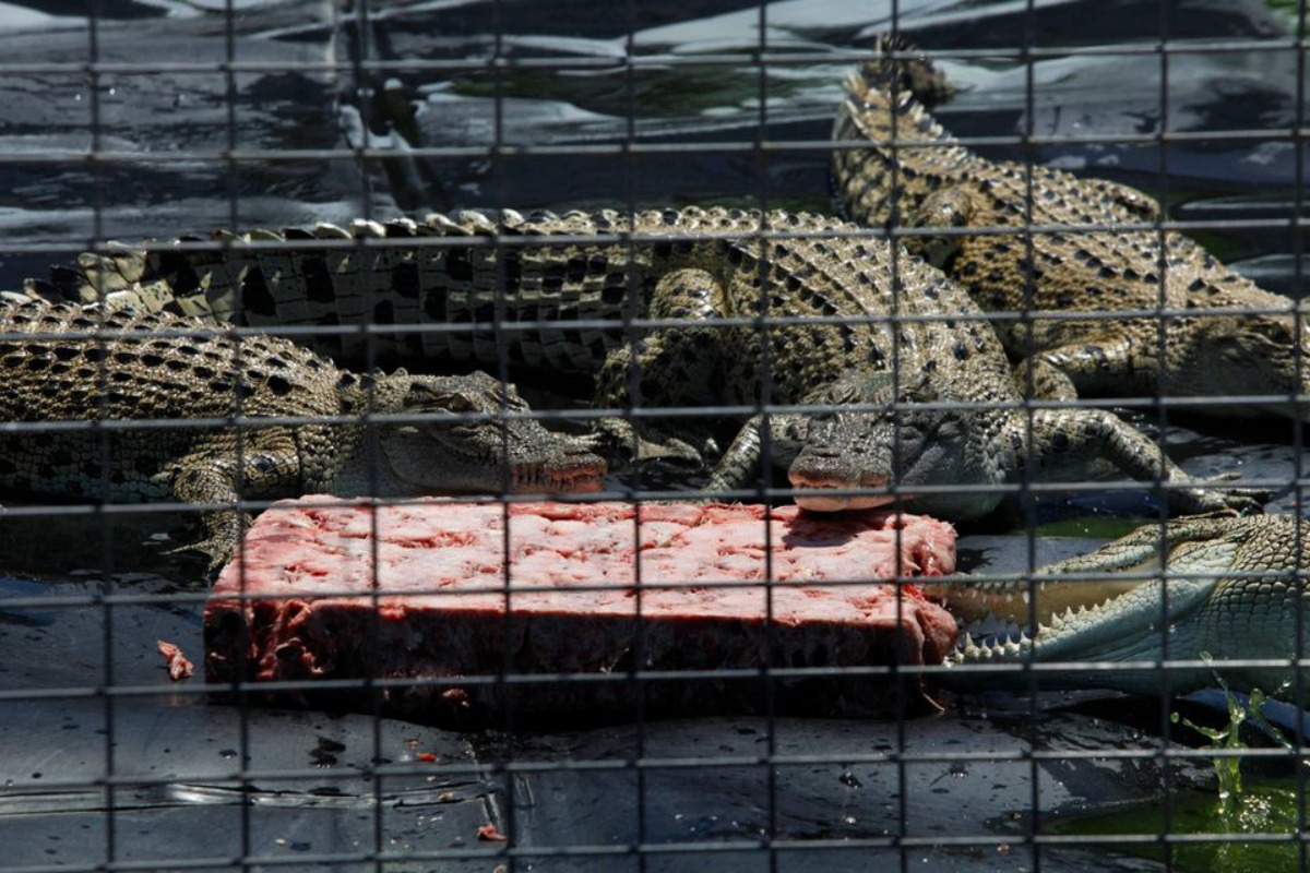 Modeugen stepper op på dyrevelfærd