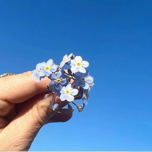 Bachs Begravelser deler rørende historie om Forglem-mig-ej blomst som symbol på erindring