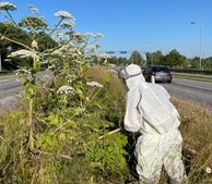 Guldborgsund Kommune lancerer ny plan mod den farlige kæmpebjørneklo for at beskytte borgerne