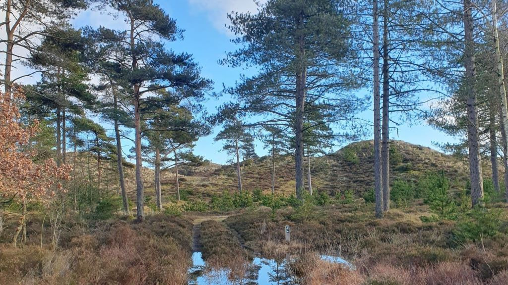 Oplev historien og naturen i Ho Klitplantage