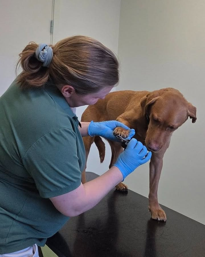 Dyrehospitalet Heden ApS fremhæver veterinærsygeplejerskernes kompetencer og fordelene for patienterne