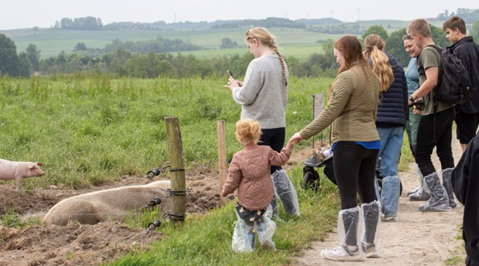 Oplev det økologiske griseliv til sofari på Brusgård