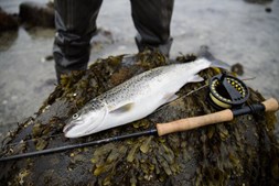 Mød op til en inspirerende temaaften om Isefjordens havørreder i Skibby