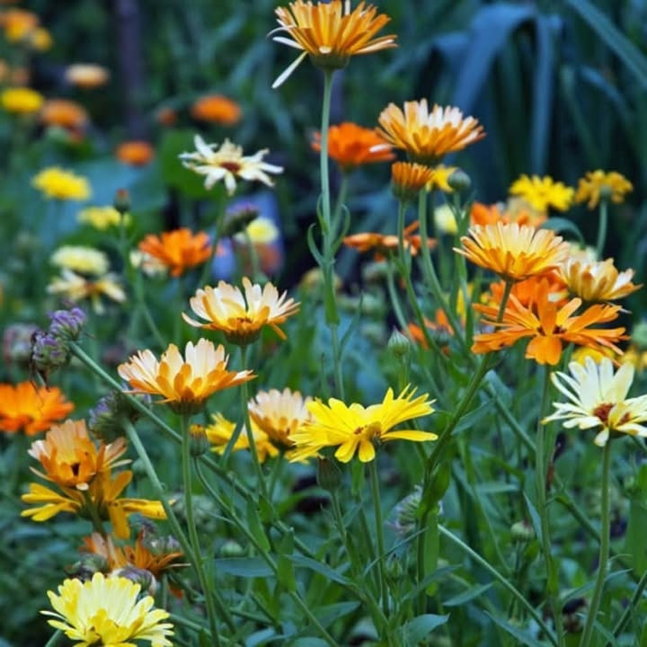Asmild Plantecenter ApS foreslår at pynte salaten med spiselige blomster