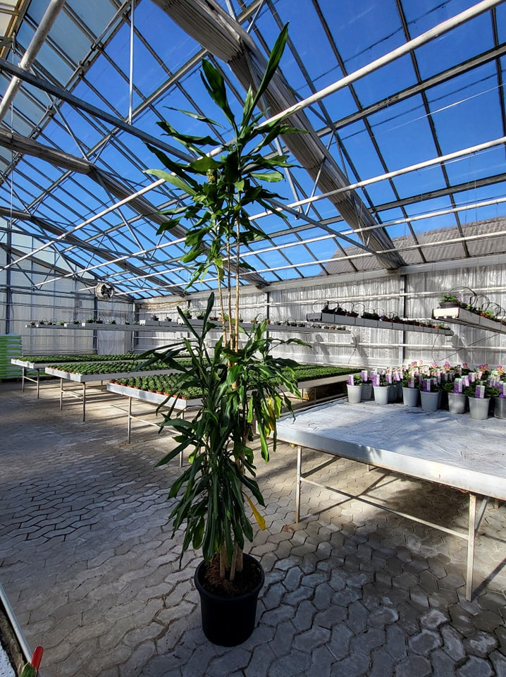 Asmild Plantecenter ApS guider til beskæring og omplantning af store planter