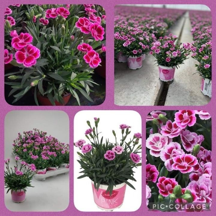 En finger på pulsen i Silkeborg