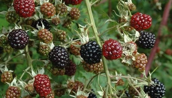Asmild Plantecenter ApS anbefaler tornfrie brombærbuske i september