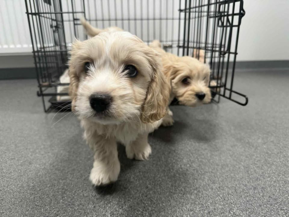 Vodskov Dyreklinik v/Thorstein Arnason byder på ugens smeltepunkt med bedårende hvalpebesøg