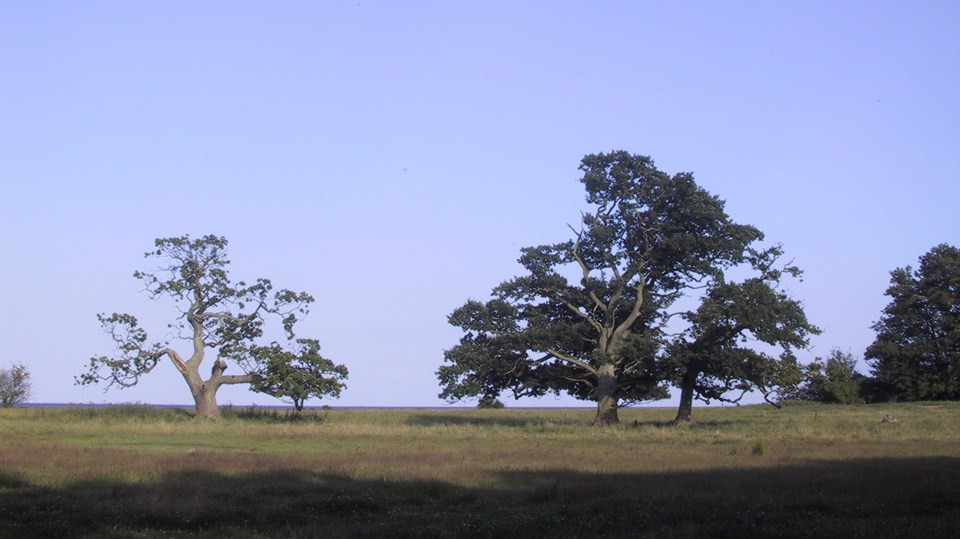 Oplev Gyllingnæs med Odder Museum: Historisk vandretur i smuk natur