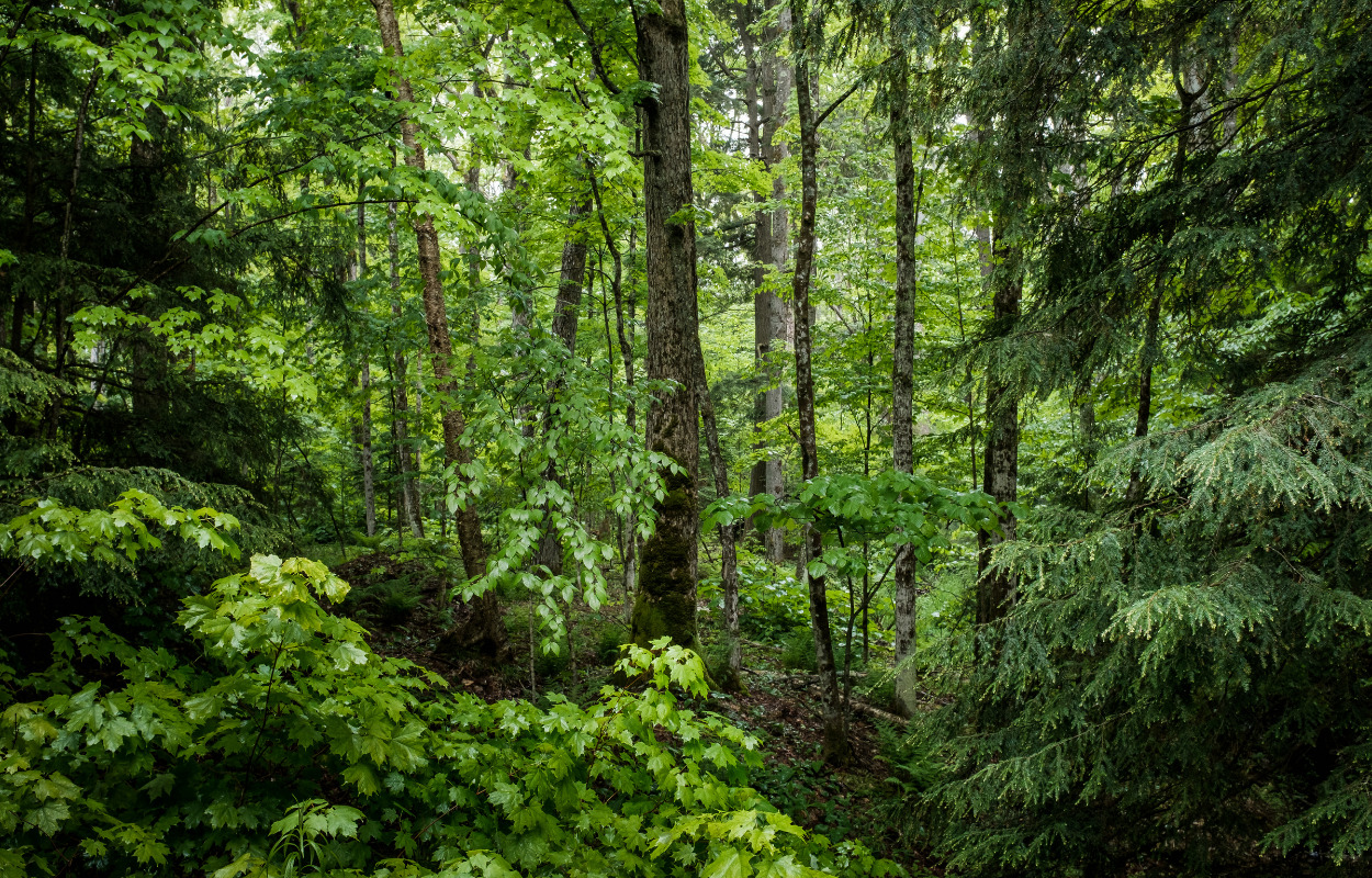 Kan borgerne sammen gøre Favrskov Kommune grønnere?