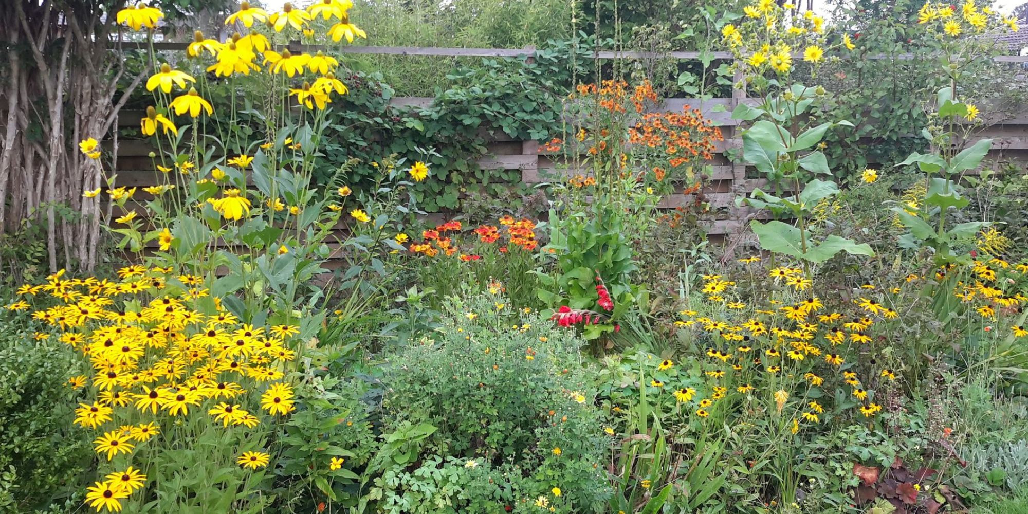 Foredrag om flerårige planter og staudebede i Charlottenlund