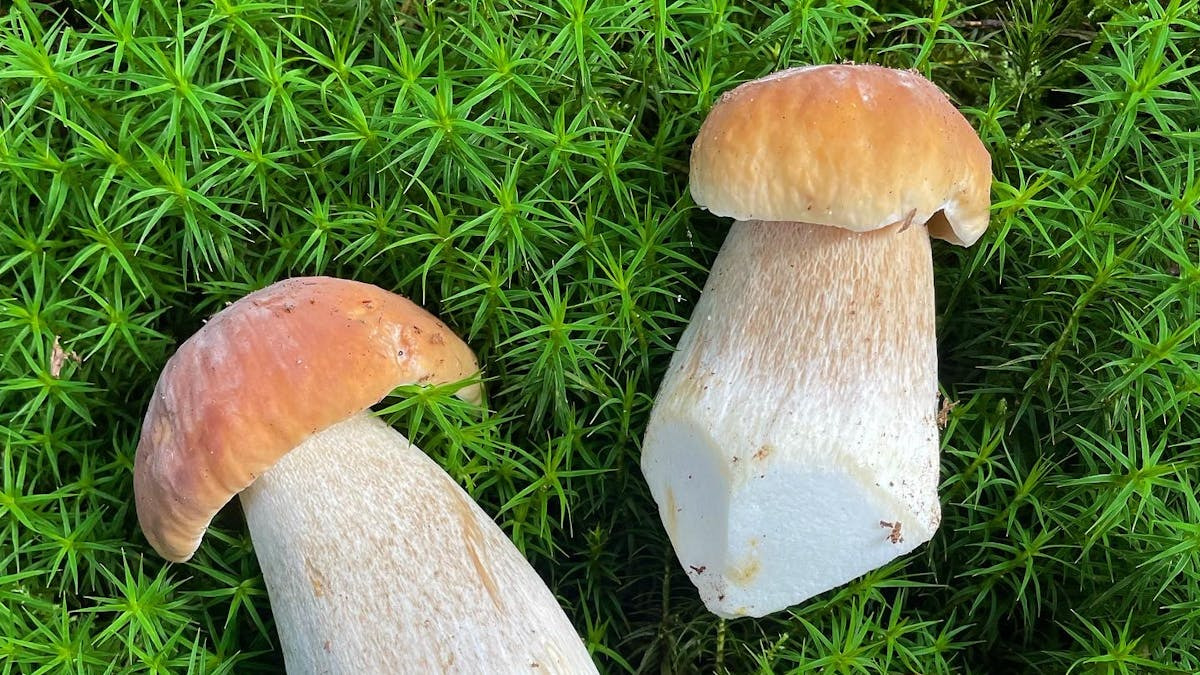 Udforsk Munkebjergs bøgeskove på svampetur