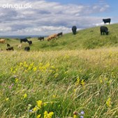 Foredrag om biodiversitet og naturens fremtid på Ringe Bibliotek
