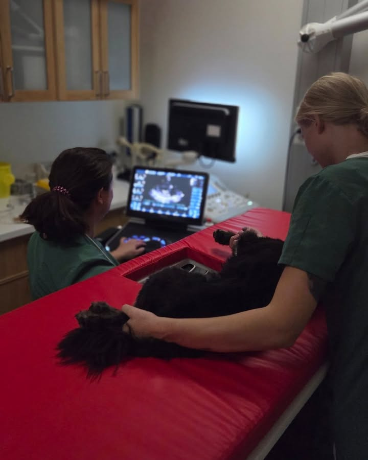 Dyrehospitalet Heden tilbyder avancerede hjertescanninger til kæledyr