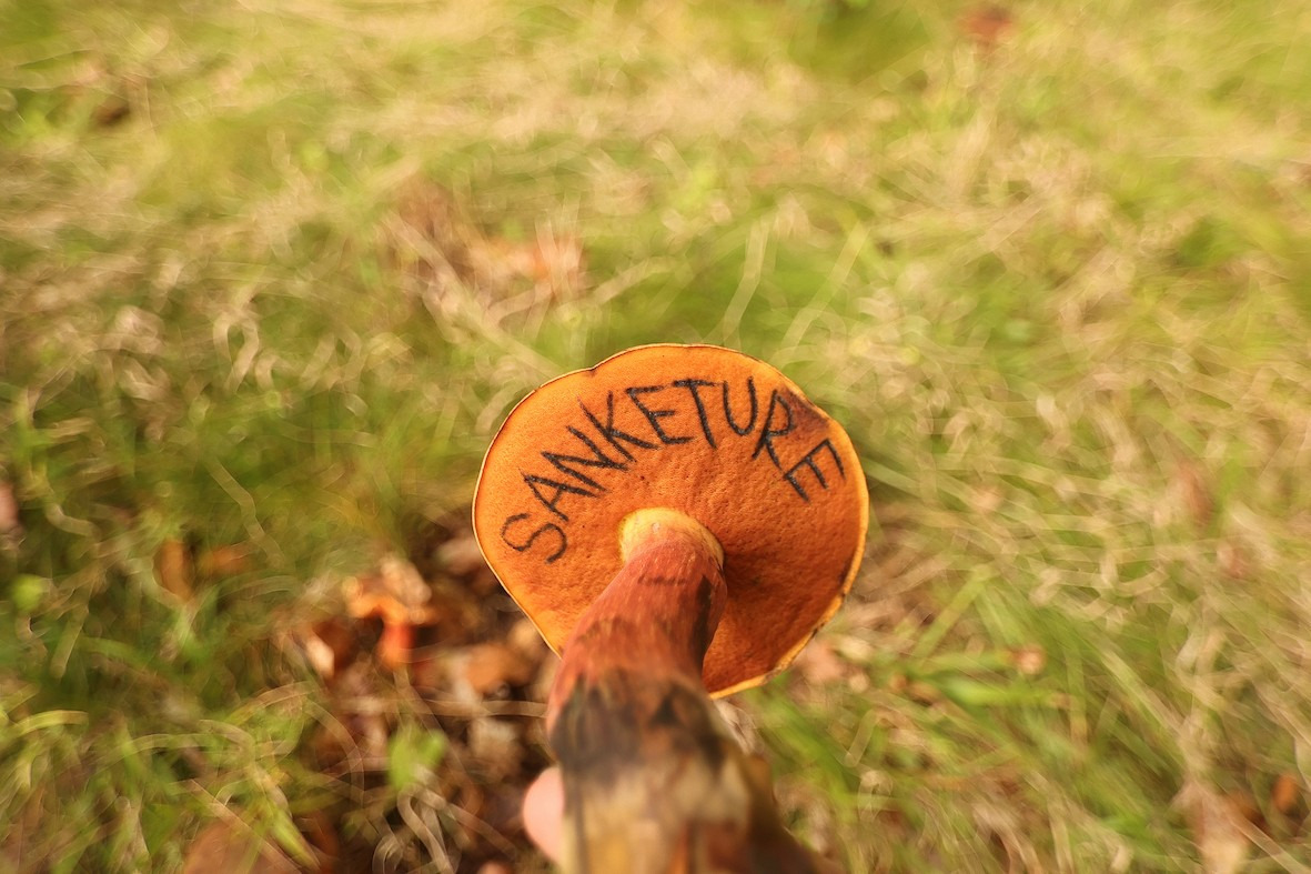 Tag på svampetur i Nordsjællands skove