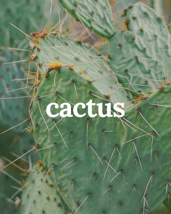 Zenz introducerer Signature Cactus: en eksotisk hårforkælelse