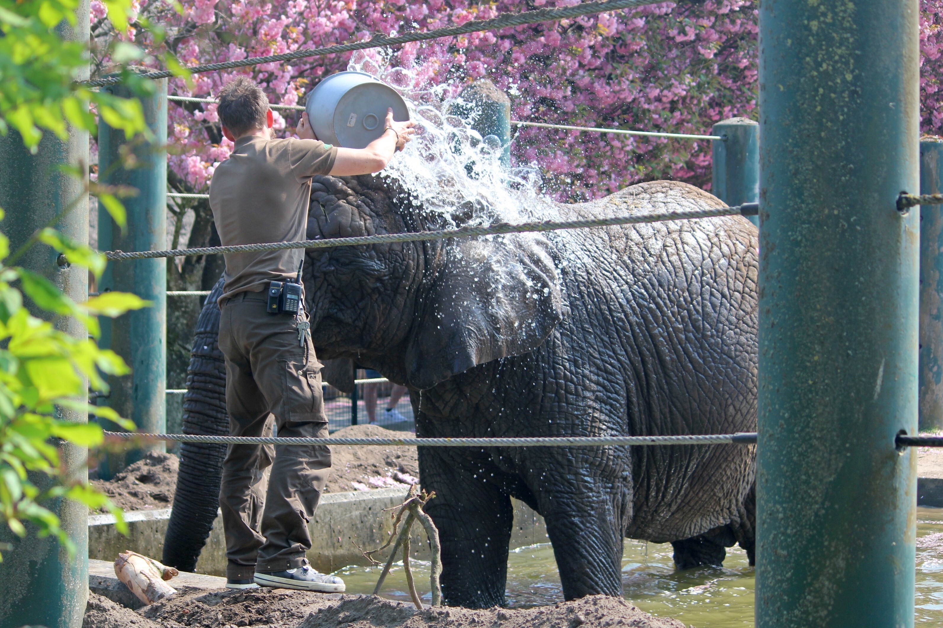 Spar Nord Aalborg forlænger hovedsponsorat med Aalborg Zoo 