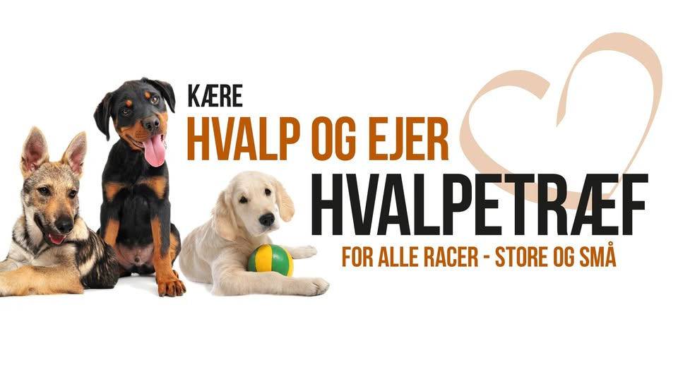 Hvalpetræf bringer socialisering til Koldings firbenede borgere