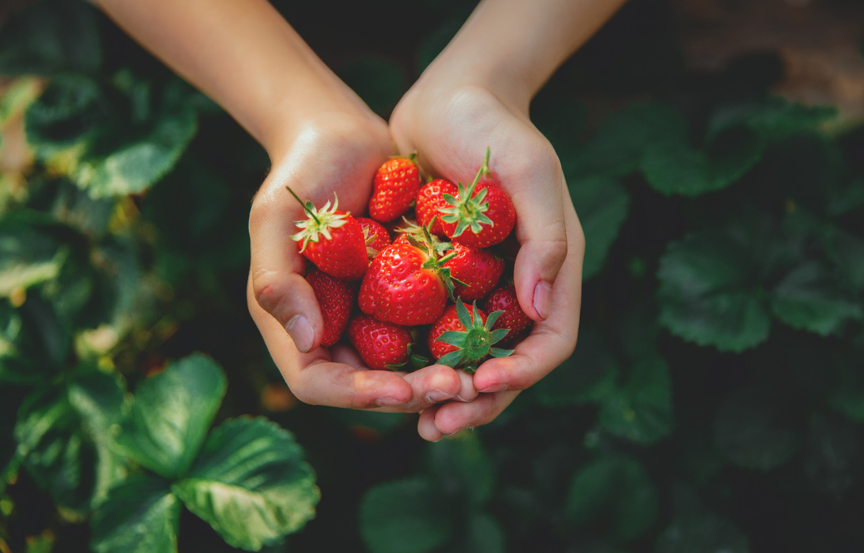 Her er tre gode pluk-selv jordbærsteder i Syddanmark