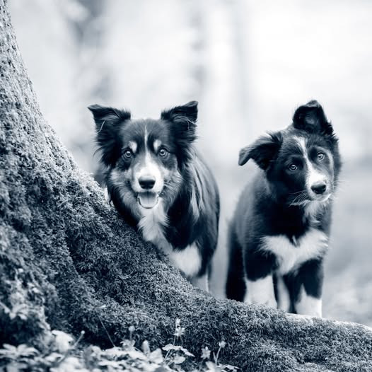 AniCura Hjørring Dyrehospital ApS advarer om kastanjer som giftige for hunde