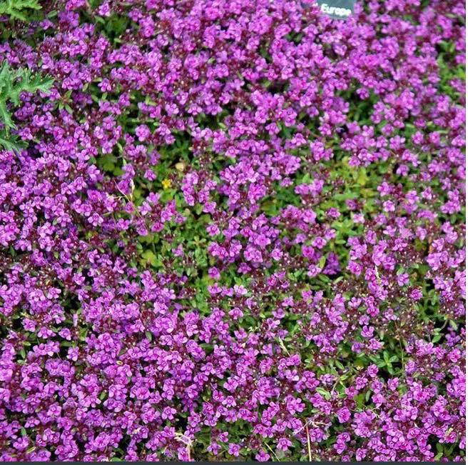 Opdatér dig her: Det nyeste fra Hobro