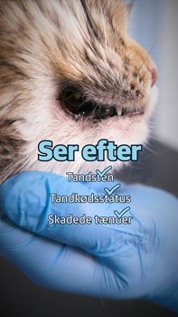 Opslagsbillede