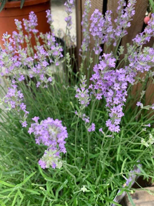 Opdatér dig her: Det nyeste fra Brønderslev