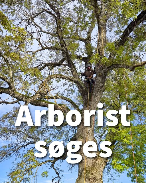 Djurslands Træfældning søger en arborist til alsidige opgaver