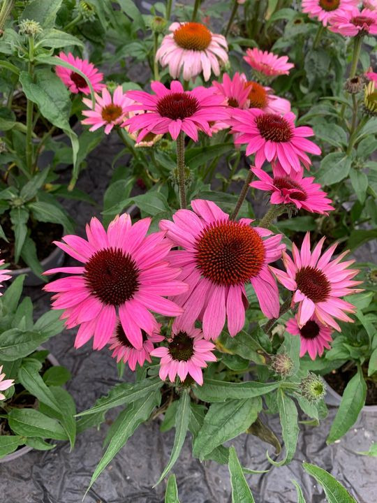 En finger på pulsen i Brønderslev