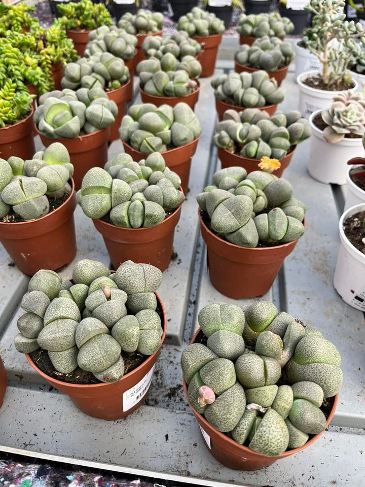 Opdatér dig her: Det nyeste fra Odder