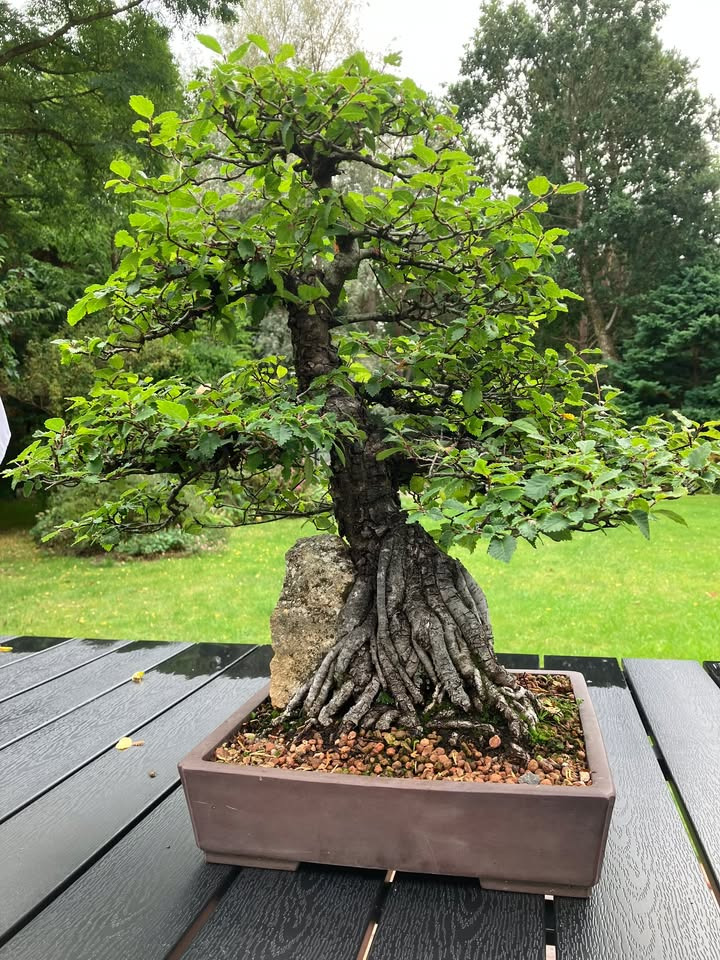 Gug Planteskole fejrer Havens Dag med bonsai i weekenden