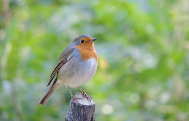Fuglsang-valsen: En hyldest til Fuglsangparken