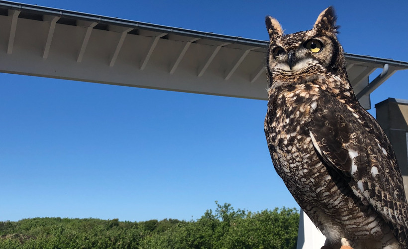 Oplev naturens vidundere på Skagen Odde Naturcenter