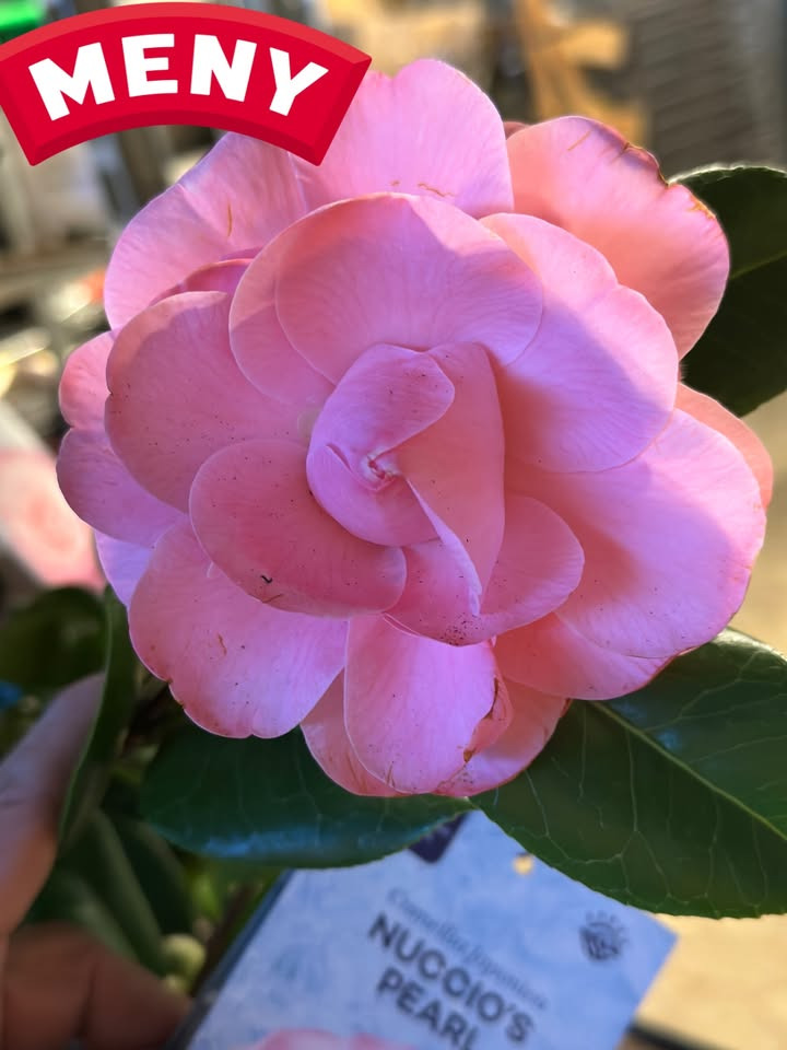 Meny Gl. Skagensvej tilbyder smukke kameliaer til særpris